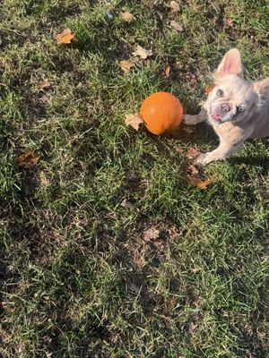 Pawzitively Furbulous