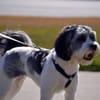 Wil-A-Lo  Kennels gift card