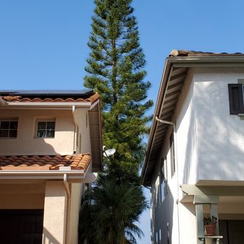 Andy's Tree Service - Before - Tree Services Near Me - Escondido, California Andy's Tree Service - Before - Tree Services Near Me - Escondido, California