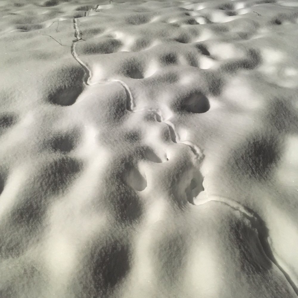 Russian Jack Springs Park - What is this weird trail through the snow... is there an Alaska snow snake?! - Ski Resorts Near Me - Anchorage, Alaska Russian Jack Springs Park - What is this weird trail through the snow... is there an Alaska snow snake?! - Ski Resorts Near Me - Anchorage, Alaska