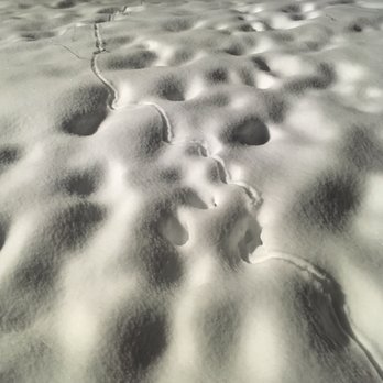 Russian Jack Springs Park - What is this weird trail through the snow... is there an Alaska snow snake?! - Ski Resorts Near Me - Anchorage, Alaska Russian Jack Springs Park - What is this weird trail through the snow... is there an Alaska snow snake?! - Ski Resorts Near Me - Anchorage, Alaska