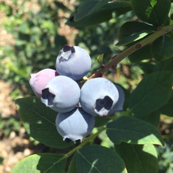 Temecula Berry - Farms Near Me - Temecula, California