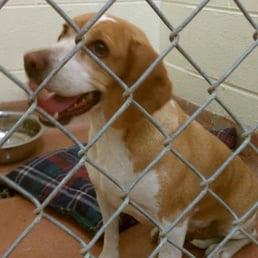 The beagle I adopted from Taylor shelter