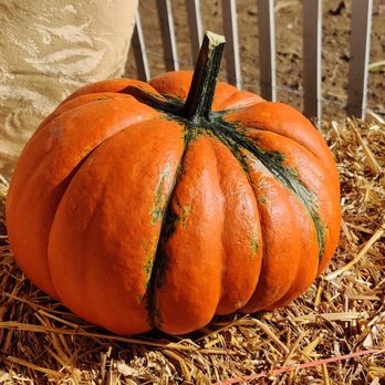 VT Pumpkin Patch - Pumpkin Patches Near Me - Longmont, Colorado VT Pumpkin Patch - Pumpkin Patches Near Me - Longmont, Colorado