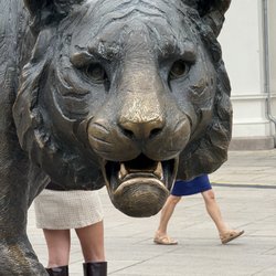 Tigeren - Tiger!