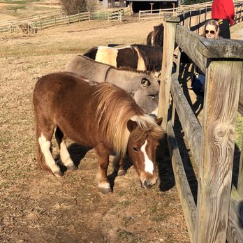 Divine Llama Vineyard - Wineries Near Me - East Bend, North Carolina