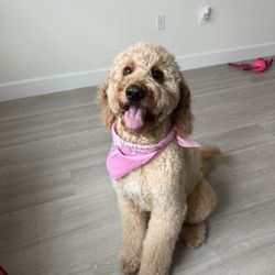 Fancy Grooming