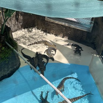 Florida Keys Aquarium Encounters - Baby gators - Aquariums Near Me - Marathon, Florida Florida Keys Aquarium Encounters - Baby gators - Aquariums Near Me - Marathon, Florida