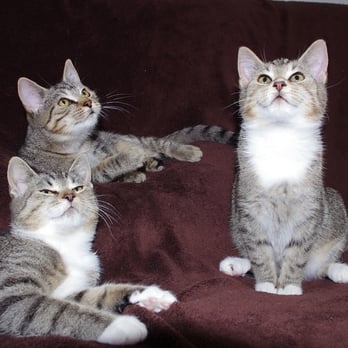 Home+Office - Pet Sitting Near Me - Berlin, BE Home+Office - Pet Sitting Near Me - Berlin, BE
