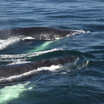 Whale Watch Dolphin Fleet - Humpback whales - Whale Watching Tours Near Me - Provincetown, Massachusetts