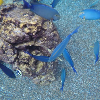 Rainbow Reef - The fish come right up to you - Aquariums Near Me Rainbow Reef - The fish come right up to you - Aquariums Near Me