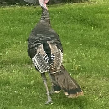 Glacier Highland - Wild turkey on the grounds - Resorts Near Me - West Glacier, Montana Glacier Highland - Wild turkey on the grounds - Resorts Near Me - West Glacier, Montana