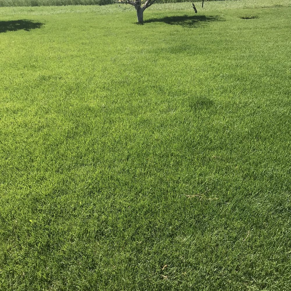 Emerald Sod Farms - Emeralds patch of Kentucky and Texas grass blend. This here sold me. - Nurseries & Gardening Near Me - Commerce City, Colorado Emerald Sod Farms - Emeralds patch of Kentucky and Texas grass blend. This here sold me. - Nurseries & Gardening Near Me - Commerce City, Colorado