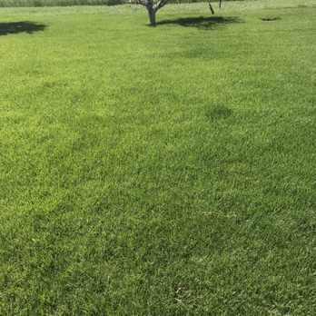 Emerald Sod Farms - Emeralds patch of Kentucky and Texas grass blend. This here sold me. - Nurseries & Gardening Near Me - Commerce City, Colorado Emerald Sod Farms - Emeralds patch of Kentucky and Texas grass blend. This here sold me. - Nurseries & Gardening Near Me - Commerce City, Colorado