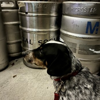 Rotten City Pizza - Pup-friendly patio - Pizza Near Me - Emeryville, California