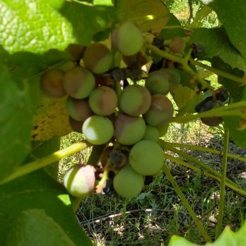 Byrd Cellars - Wineries Near Me - Goochland, Virginia Byrd Cellars - Wineries Near Me - Goochland, Virginia