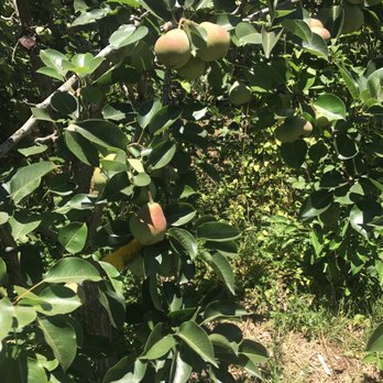 Exotica Rare Fruit Nursery - Nurseries & Gardening Near Me - Vista, California Exotica Rare Fruit Nursery - Nurseries & Gardening Near Me - Vista, California