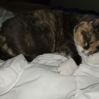 Fat Cat Flats - Pet Sitting Near Me - Houston, Texas