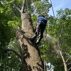 Arboland - Way down the tree