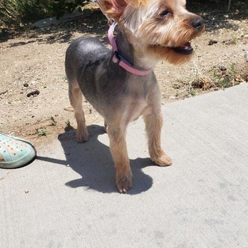 Styles Pet Grooming - Yorkie grooming - Pet Groomers Near Me - Yucaipa, California Styles Pet Grooming - Yorkie grooming - Pet Groomers Near Me - Yucaipa, California