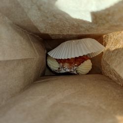 Molisana Bakery - Spot the cannoli!