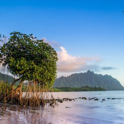 Kualoa A Campground