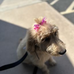 Coco after her bath.