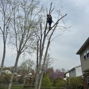 S.B. Tree Service - Trimming the healthy tree - Tree Services Near Me - Cincinnati, Ohio