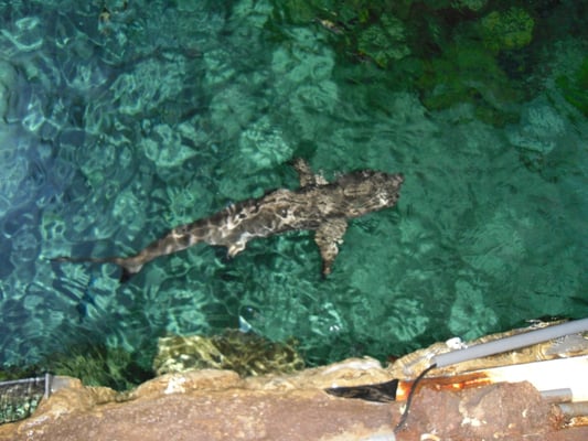 SEA LIFE Brighton by null