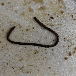 Donna's Caribbean Restaurant - Disgusting