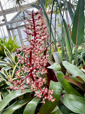 Buffalo and Erie County Botanical Gardens by null