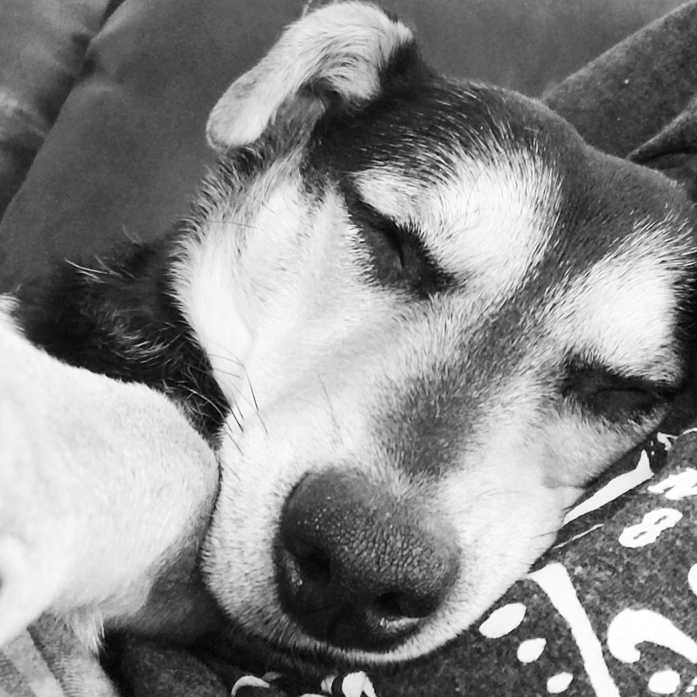 RICK’S UNDERGROUND PET FENCING Updated September 2024 Kiel