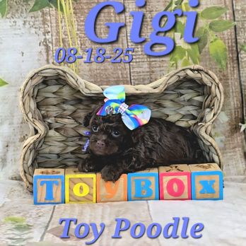 ToyBox Puppies - Gigi  a female Toy Poodle. She is ready for deposit to reserve. Call or text 573-539-5969 for details - Pet Breeders Near Me - Barnett, Missouri