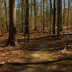 General's Highway Corridor Park - A view of a trail within General Highway Corridor Park.