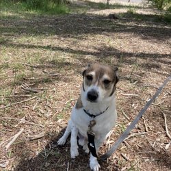 Montrose Dog Park - Bart wanting to play