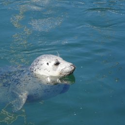 One of the harbor seals One of the harbor seals