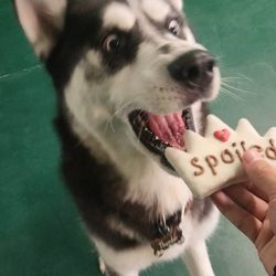 Pawsome Park And Lodge - They update you with moments of your puppy as well as a live stream