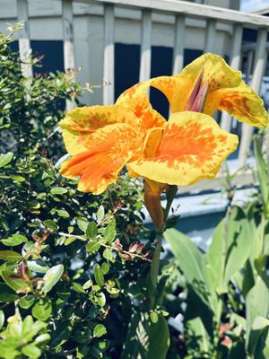 River Road African American Museum by null