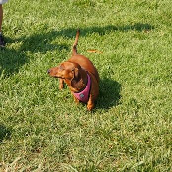 Paso Nogal Park - Dog Parks Near Me - Pleasant Hill, California