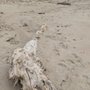 Photo of Rancho Guadalupe Dunes Preserve