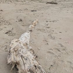 Rancho Guadalupe Dunes Preserve
