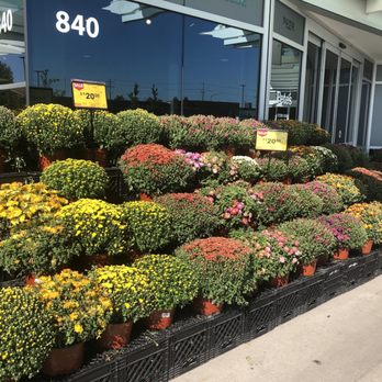 Pete's Fresh Market - Mums - Organic Stores Near Me - Willowbrook, Illinois