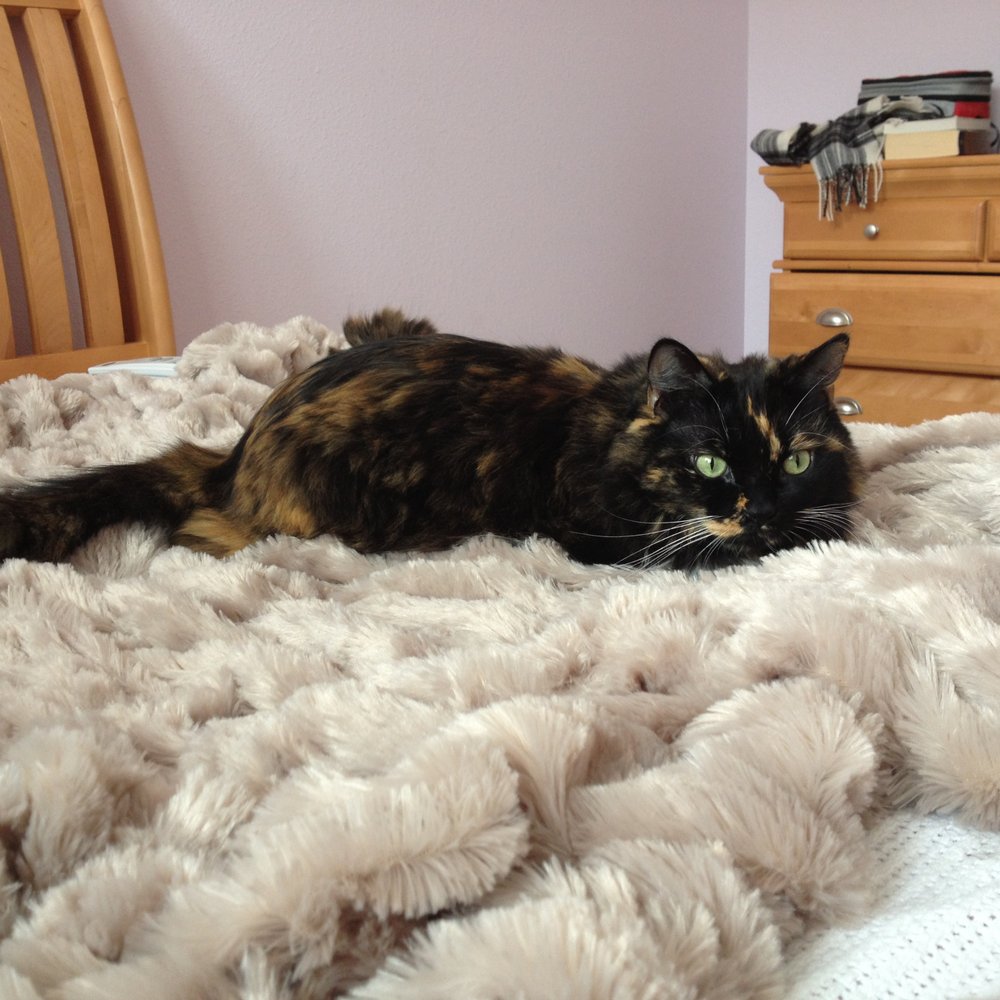 Nova Animal Hospital - Bonus: cat pic : D - Veterinarians Near Me - Davie, Florida Nova Animal Hospital - Bonus: cat pic : D - Veterinarians Near Me - Davie, Florida