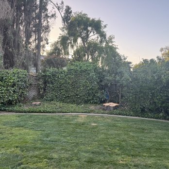 Encinas Tree Service - After:  cherry trees gone and yard left super clean - Tree Services Near Me