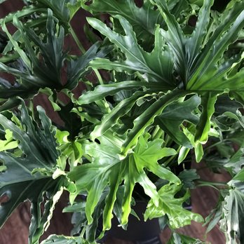 Green Fresh Florals + Plants - Philodendron - Lickety Split This is one plant! - Florists Near Me - San Diego, California Green Fresh Florals + Plants - Philodendron - Lickety Split This is one plant! - Florists Near Me - San Diego, California