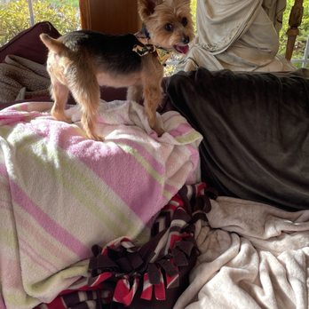 ALL4K9 - I rule at my house I'm the Queen. I luv my new haircut! - Pet Sitting Near Me - Cary, Illinois