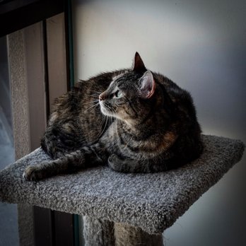 Cat & Craft - beautiful kitty - Coffee & Tea Near Me - Vista, California Cat & Craft - beautiful kitty - Coffee & Tea Near Me - Vista, California