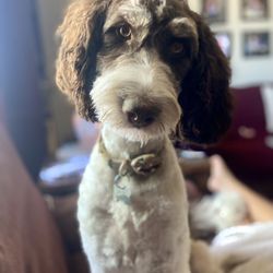 Shaggy to Chic Pet Grooming - Short and sweet for the summer