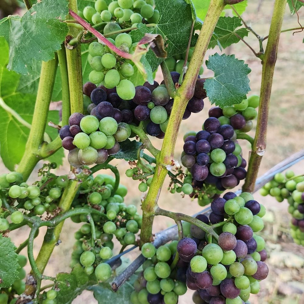 Oswego Hills Winery - Wineries Near Me - West Linn, Oregon Oswego Hills Winery - Wineries Near Me - West Linn, Oregon