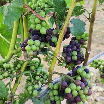 Oswego Hills Winery - Wineries Near Me - West Linn, Oregon Oswego Hills Winery - Wineries Near Me - West Linn, Oregon